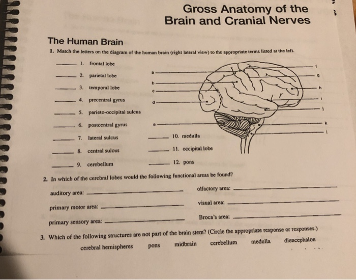 Solved Gross Anatomy Of The Brain And Cranial Nerves The Chegg