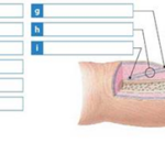 Solved Label The Structures Of A Typical Nail In The Accompany
