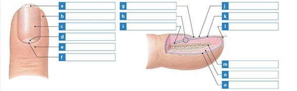 Solved Label The Structures Of A Typical Nail In The Accompany 