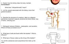 Solved Urinary System Review Guide 1 List The Main Funct Chegg