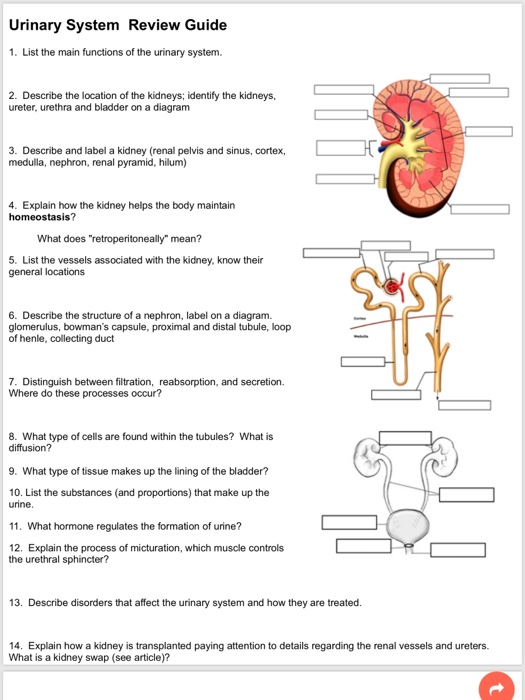 Solved Urinary System Review Guide 1 List The Main Funct Chegg