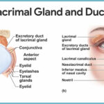 Special Senses Anatomy And Physiology Nurseslabs