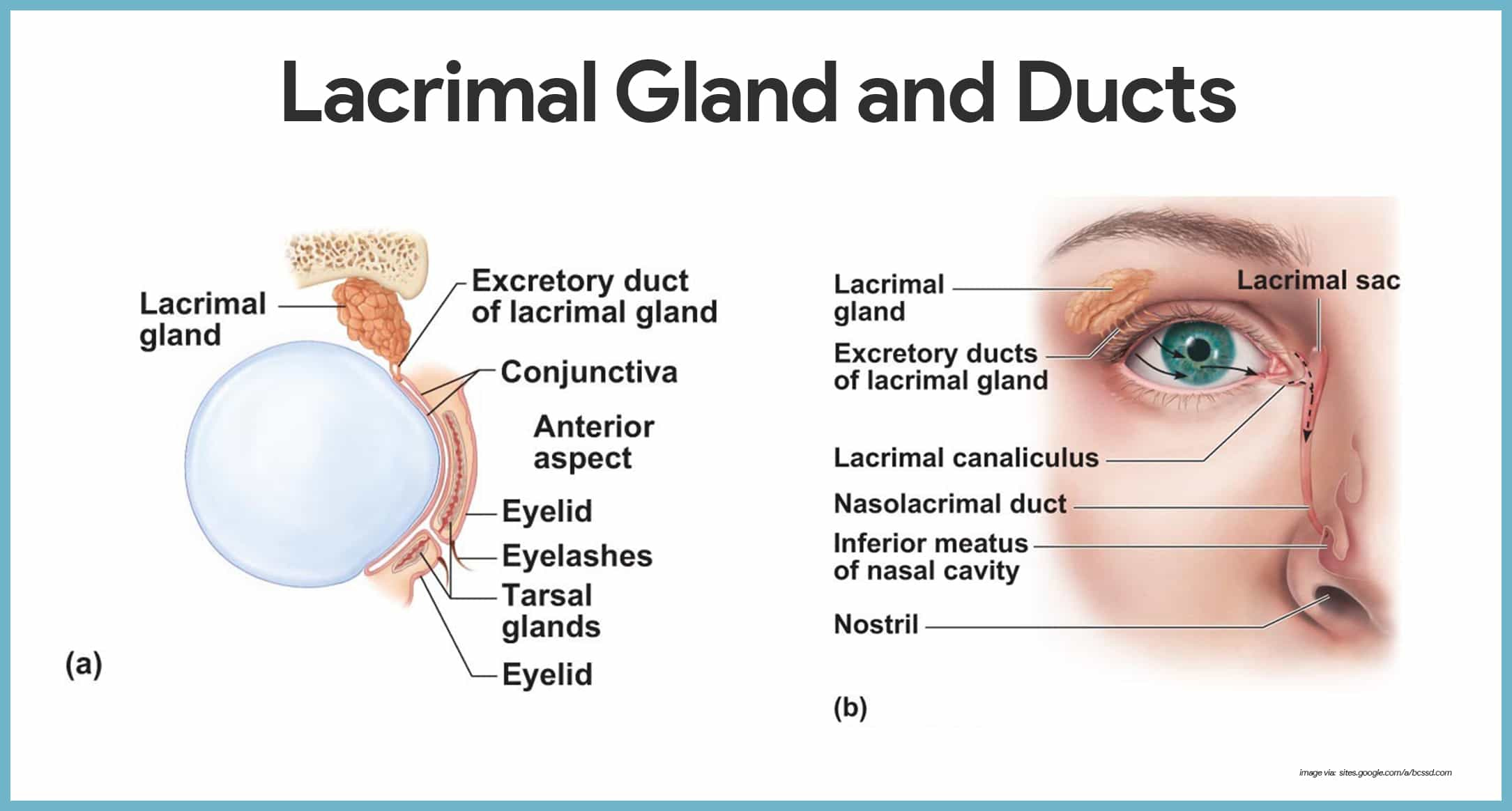 Special Senses Anatomy And Physiology Nurseslabs