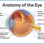 Special Senses Anatomy And Physiology Nurseslabs