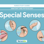 Special Senses Anatomy And Physiology Nurseslabs