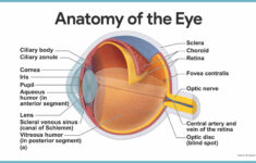 Special Senses Anatomy And Physiology Nurseslabs