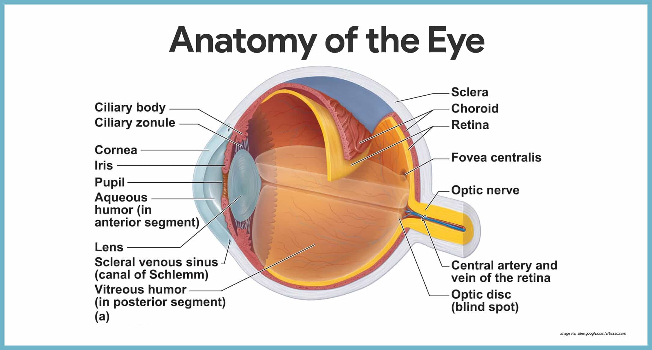 special-senses-the-eye-and-vision-anatomy-worksheet-answers-anatomy-worksheets