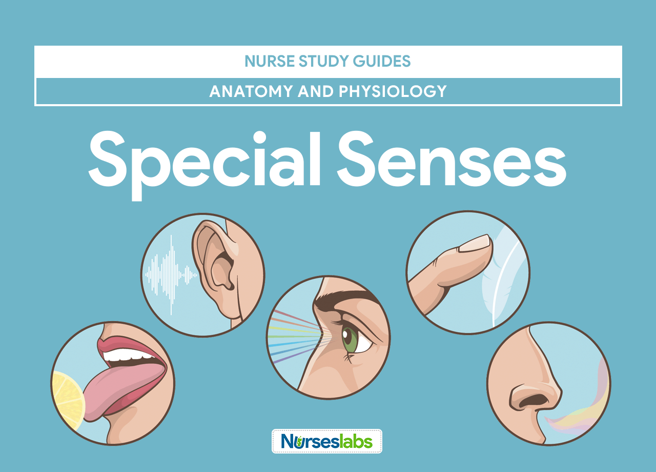 Special Senses Anatomy And Physiology Nurseslabs