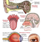 Special Senses Unit Reading Diagrams Worksheets Downloadable Only