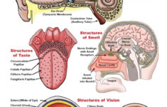Special Senses Unit Reading Diagrams Worksheets Downloadable Only