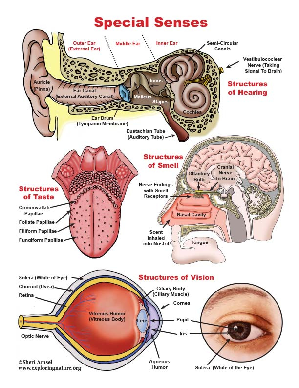 Special Senses Unit Reading Diagrams Worksheets Downloadable Only