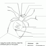Spider Activities Label A Spider Beginner Science Lesson Plans