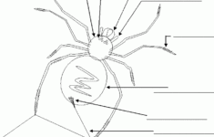 Spider Activities Label A Spider Beginner Science Lesson Plans