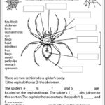 Spider Anatomy Worksheet Studyladder Interactive Learning Games