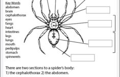 Spider Anatomy Worksheet Studyladder Interactive Learning Games