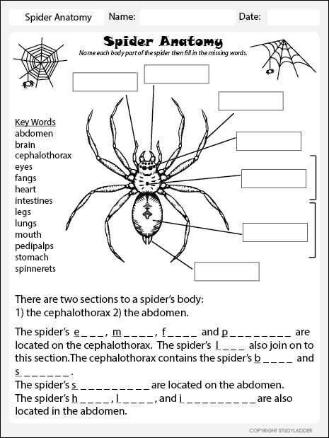 Spider Anatomy Worksheet Studyladder Interactive Learning Games