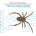 Spider Parts Worksheet