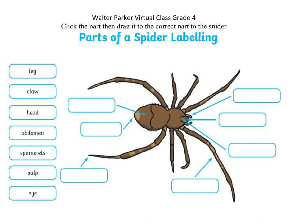Spider Parts Worksheet