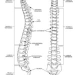 Spine Worksheet Google Search Chemistry Worksheets Anatomy