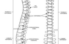 Spine Worksheet Google Search Chemistry Worksheets Anatomy