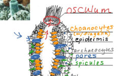 Sponge Anatomy Science Biology ShowMe