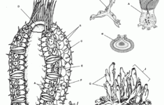 Sponge Coloring Color Worksheets Cartoon Coloring Pages Coloring Pages