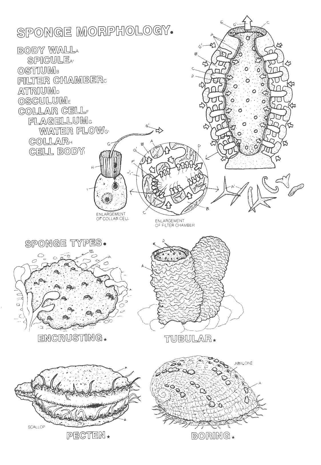 Sponges Coloring Worksheet Key Questions A Coloring Pages