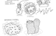 Sponges Coloring Worksheet Key Questions A Coloring Pages