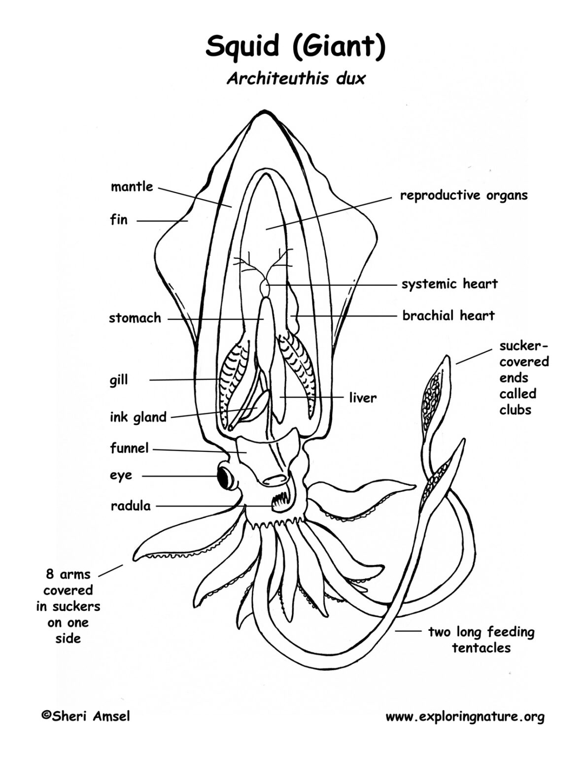 squid-coloring-worksheet-printable-worksheets-and-activities-for