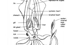 Squid Coloring Worksheet Printable Worksheets And Activities For
