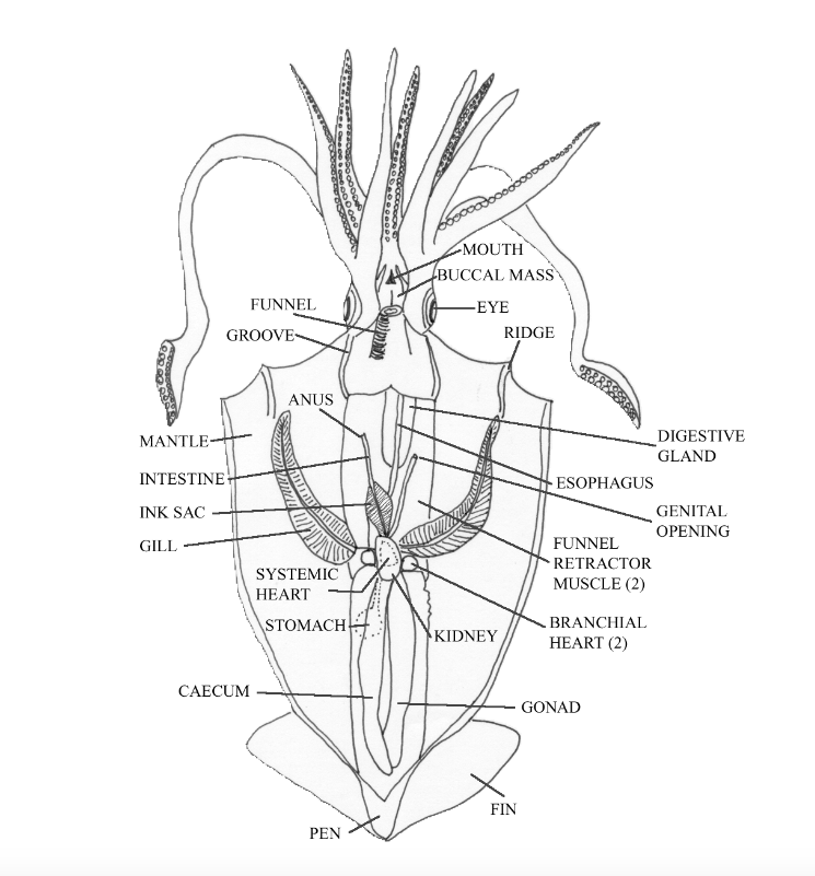 Squid Dissection Mr Gary S Science Class Kam | Anatomy Worksheets