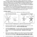 Starfish Anatomy Google Search STEM Pinterest Starfish