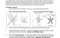 Starfish Anatomy Google Search STEM Pinterest Starfish