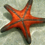 Starfish Anatomy Worksheet Forty Two S Dsee Neukaledonien
