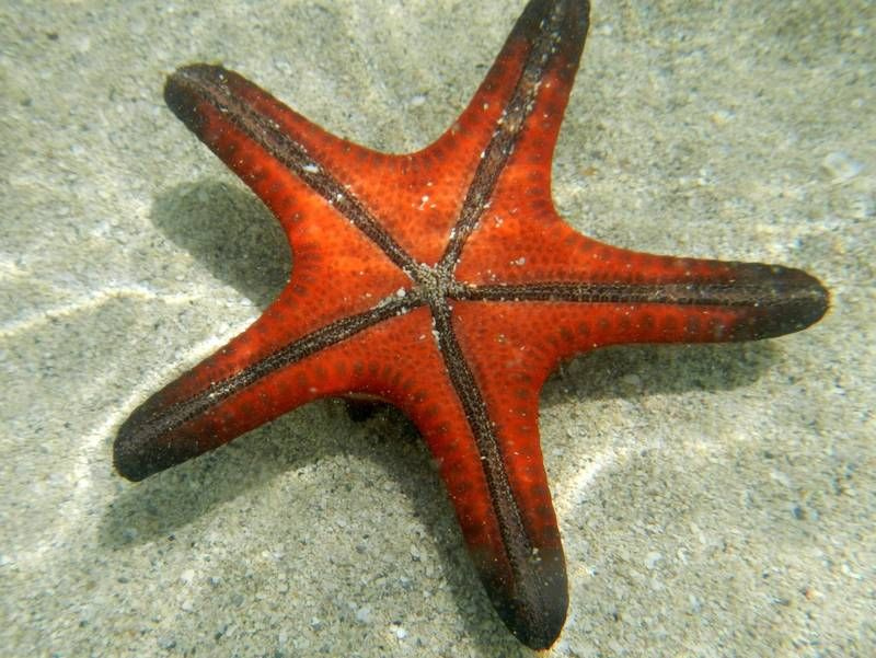 Starfish Anatomy Worksheet Forty two S dsee Neukaledonien 