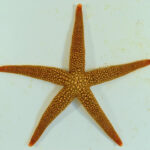 Starfish Anatomy Worksheet Nardoa Novaecaledoniae Fact Sheet