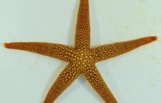 Starfish Anatomy Worksheet Nardoa Novaecaledoniae Fact Sheet