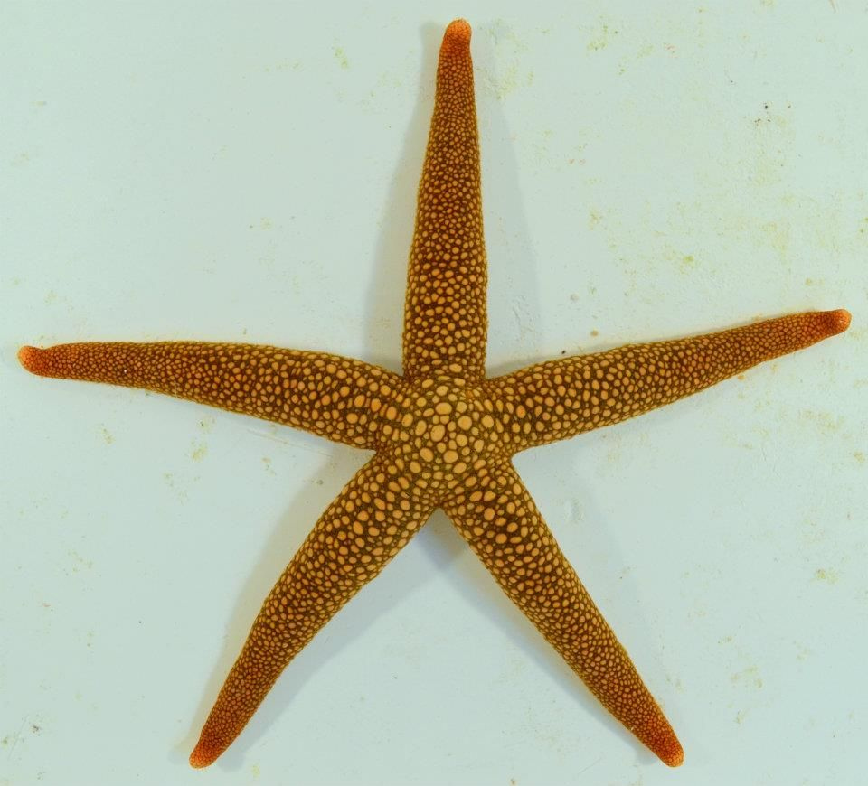 Starfish Anatomy Worksheet Nardoa Novaecaledoniae Fact Sheet 