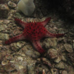 Starfish Anatomy Worksheet Nekton Sub Aqua Club