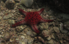 Starfish Anatomy Worksheet Nekton Sub Aqua Club