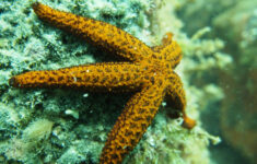 Starfish Anatomy Worksheet Submarine Scuba