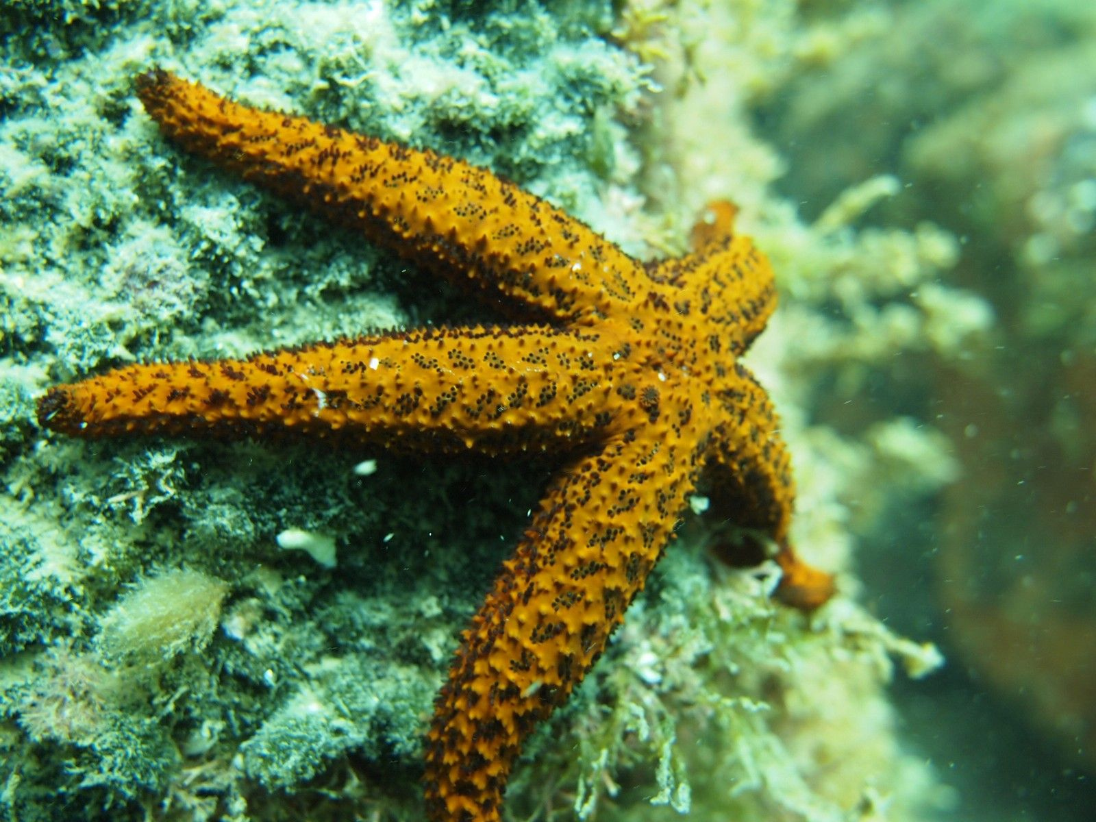Starfish Anatomy Worksheet Submarine Scuba