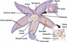 Starfish Dissection JKL Bahweting Middle School