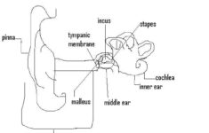 Stevens Anatomy Basic Ear Worksheet