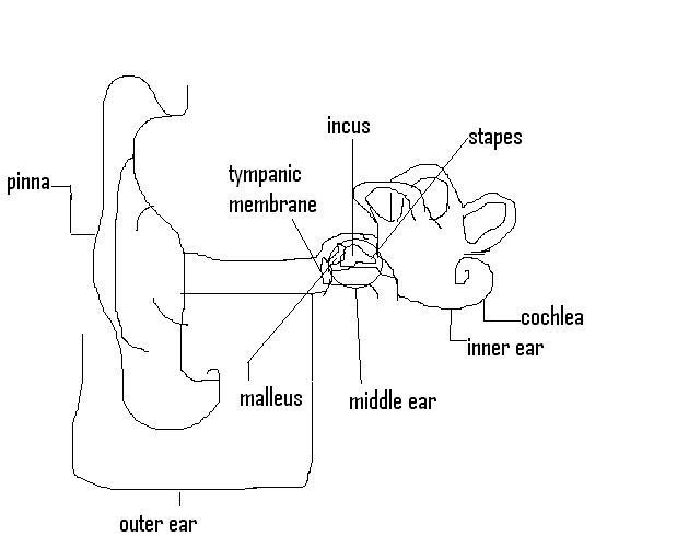 Stevens Anatomy Basic Ear Worksheet