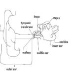 Stevens Anatomy Basic Ear Worksheet