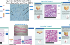 Stratified Cuboidal Epithelium Function Quizlet Slidedocnow