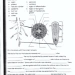 Structure Of A Root Worksheet Answers Biology If8765 Worksheet List