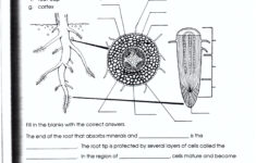 Structure Of A Root Worksheet Answers Biology If8765 Worksheet List