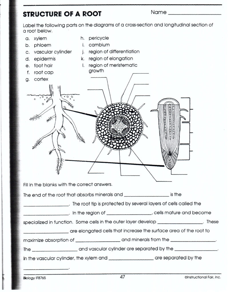 Structure Of A Root Worksheet Answers Biology If8765 Worksheet List 